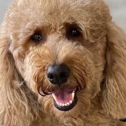 Australian Labradoodles, Goldendoodles, and Poodles from Grammy's Puppy Love doodles and poodles