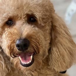Australian Labradoodles, Goldendoodles, and Poodles from Grammy's Puppy Love doodles and poodles