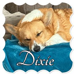 Dixie - Pembroke Welsh Corgi