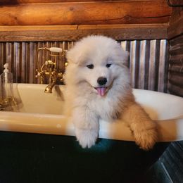Samoyed Puppies from Happy Valley Sammies