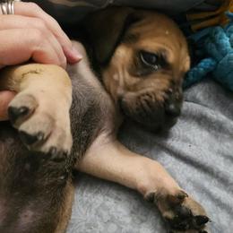Bruiser - Fawn male Great Dane puppy in Princeton, Indiana from Phantasm Farms