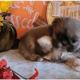 Shih Tzu Puppies from N.F.S.T Imperial ShihTzu Puppies.