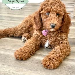 Goldendoodle, Labradoodle, Poodle, and Sheepadoodle Puppies from Osage Puppies