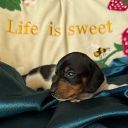 Sally - Piebald female Dachshund puppy in Tarrant County, Texas from Louis' Litters