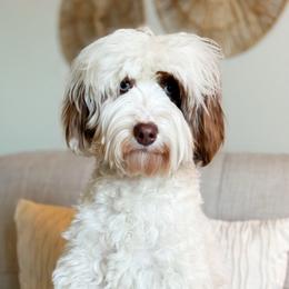 Kuma - Goldendoodle