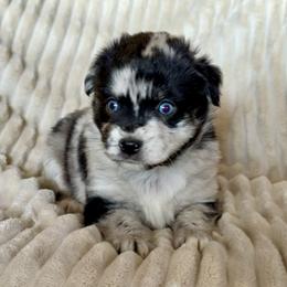 Splash - Blue merle female Miniature Australian Shepherd puppy in New Hampton, Iowa from Full River Australian Shepherds