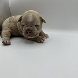 Boy 2 - Gray brindle Olde English Bulldogge puppy in Long Lane, Missouri from Dousinbury Creek K-9s
