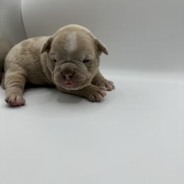 Boy 2 - Gray brindle Olde English Bulldogge puppy in Long Lane, Missouri from Dousinbury Creek K-9s