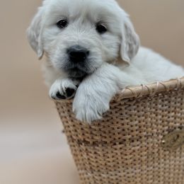Golden Retriever Puppies from Sound Golden Retrievers