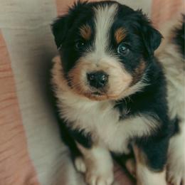 Tulip - Black tri-color female Australian Shepherd puppy in Cotati, California from Tried and True Aussies