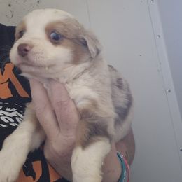 Hazel Red Merle Girl asdr - Red merle female Toy Australian Shepherd puppy in Madisonville, Tennessee from LaRose Farm & Kennels