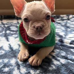 Diamond - White French Bulldog puppy in San Francisco, California from Bossalini French Bulldogs