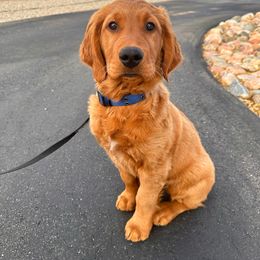 Golden Retriever Puppies from Charmed Golden Retrievers