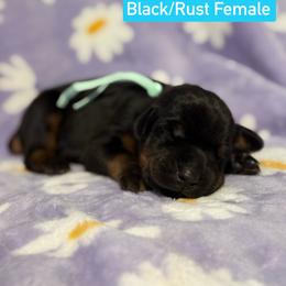 Teal Collar - Black and rust female Doberman Pinscher puppy in Lake City, Florida from Paintedcrazy Doberman Pinchers