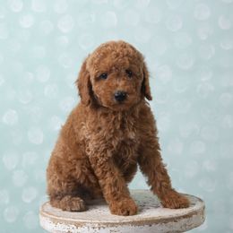 LB - Red  Poodle puppy in Tompkinsville, Kentucky from Dog E Stylz Breeding