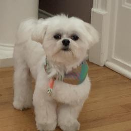 Maltese Puppies from Unicorn tiny Maltese puppies
