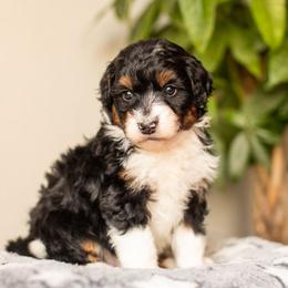 Clove - Black tri-color male Aussiedoodle puppy in Tonopah, Arizona from Kae's Kennels
