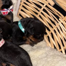 Blanca - Black and mahogany female Rottweiler puppy in Kinston, North Carolina from Domov Kartelu Rottweilers