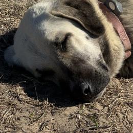 Sophie - Anatolian Shepherd Dog