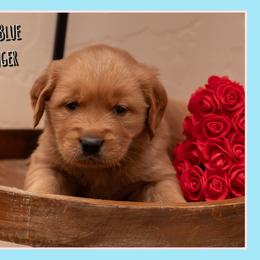 Ginger Morrible - Dark golden female Golden Retriever puppy in Driggs, Idaho from SK Golden Retrievers