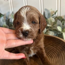 Black - Red male Cavapoo puppy in Ephrata, Washington from Gingers Cavapoo’s