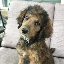 Aussiedoodle and Bernedoodle Puppies from Deer Canyon Family Doodles