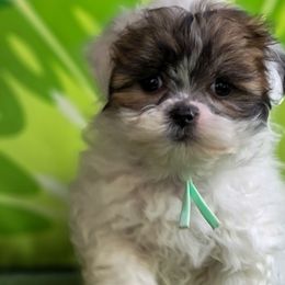 Poodles, Shichons, Shihpoos, and Shih Tzus from Oodles of Doodles