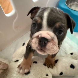 Empress Selene - Blue tri-color female Bulldog puppy in Pace, Florida from Royal Fade Bulldogs