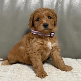 Girl 4 - Red  female Goldendoodle puppy in Sacramento, California from Golden Heart Doodles