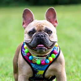Zoie - French Bulldog