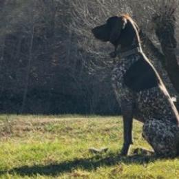 Oakley - German Shorthaired Pointer