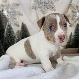 Pancake - White and silver male Teddy Roosevelt Terrier puppy in Claremore, Oklahoma from Travelin' Man Terriers