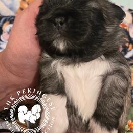 Oliver - Gray sable male Pekingese puppy in Berwick, Pennsylvania from TnK Pekingese