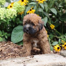Marco - Red male Whoodle puppy in West Bend, Iowa from Blue Skies Terriers