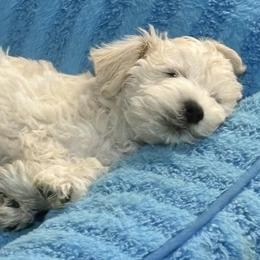 Miniature Schnauzers and Schnoodles from Behind the Beard Schnauzers