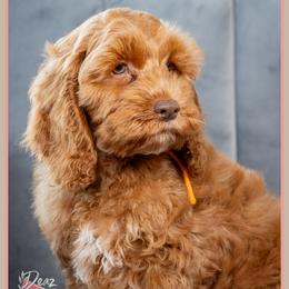 Cannon - Red male Cockapoo puppy in Connersville, Indiana from Deaz Doodle Ranch