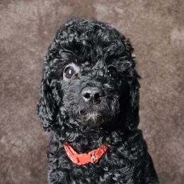 Pecan - Black male Poodle puppy in Plainfield, New Jersey from Caris Paws Poodles and Labradoodles