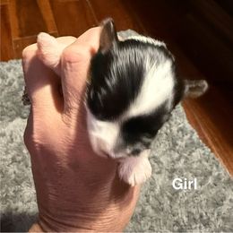 Girl - Black tan and white female Biewer Terrier puppy in Alabama from Bama Biewers