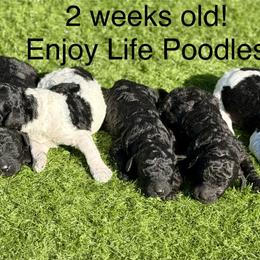 Simon - Blue male Poodle puppy in Tampa, Florida from Enjoy Life Poodles