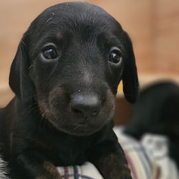 Girl 3 - Dachshund puppy from HPM