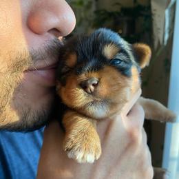 Cinta - Black and tan female Yorkshire Terrier puppy in Stockton, California from Lala & Co.