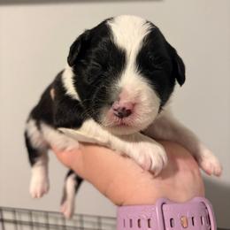Delta - Black tri male Miniature Australian Shepherd puppy in Weatherford, Texas from F & T Aussies