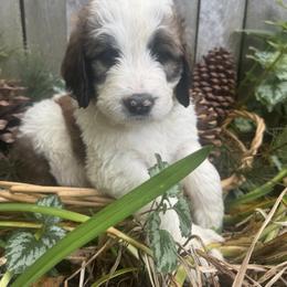 Squall - Brown and white female Saint Berdoodle puppy in Traverse City, Michigan from Bare Paws Saint Berdoodles