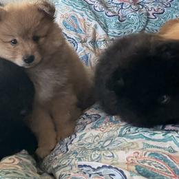 Pomeranian Puppies from Nicholas Teutsch