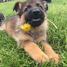 German Shepherd Puppies from My Bodyguard German Shepherd Dogs