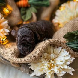 Magnolia - Brown female Poodle puppy in Chapel Hill, North Carolina from Cyndi’s Poodles
