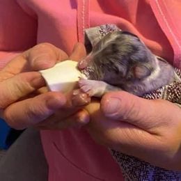 Miniature Australian Shepherd Puppies from McDaniel Aussies