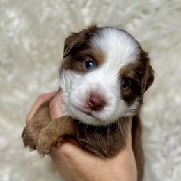 Bear - Red tri Toy Australian Shepherd puppy in Boise, Idaho from Loving Little Aussies