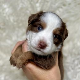 Bear - Red tri Toy Australian Shepherd puppy in Boise, Idaho from Loving Little Aussies