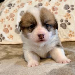 Boy 1 - Sable male Pembroke Welsh Corgi puppy in Rochester, Indiana from Stacy’s Pembroke Welsh Corgis